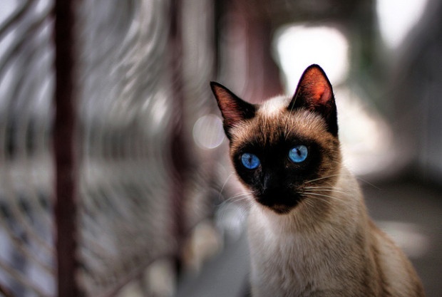 9 малоизвестных фактах о кошках