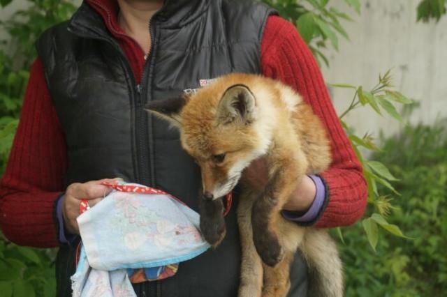 В Омске удалось спасти маленького лисенка