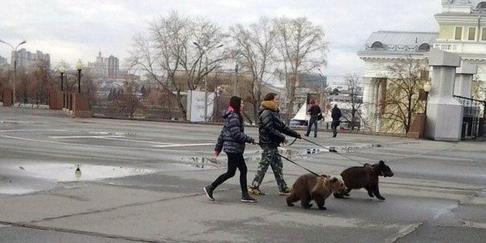 Русские медведи в городах и на дорогах (60 фото)