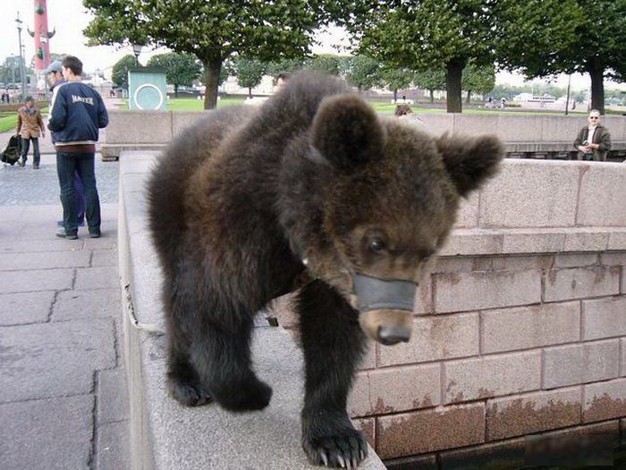 Русские медведи в городах и на дорогах (60 фото)