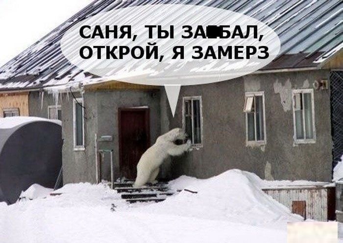 Русские медведи в городах и на дорогах (60 фото)