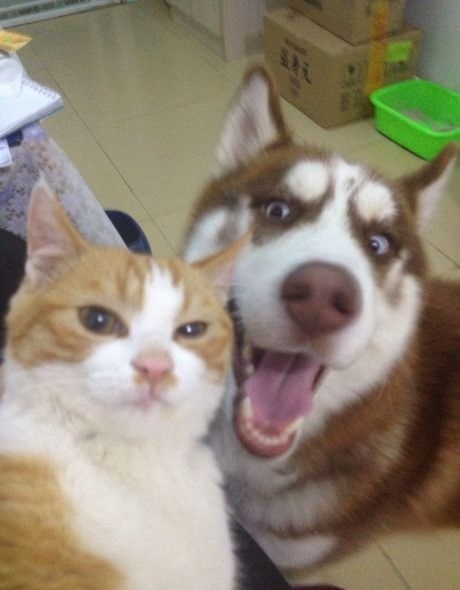 Прикольные картинки (98 фото) 25.06.2014