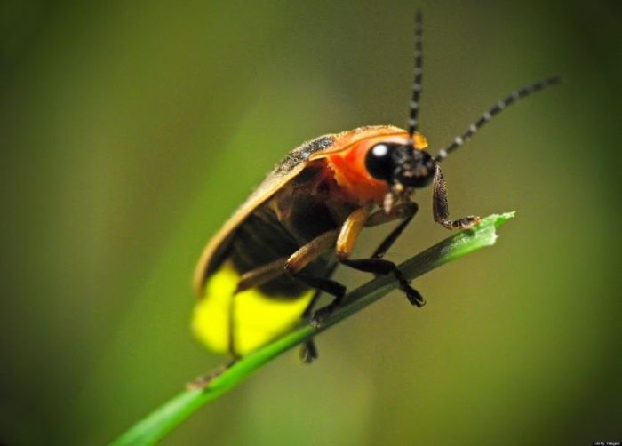 Удивительные факты о насекомых