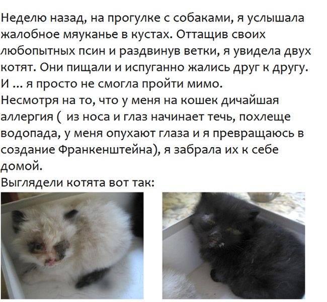 История спасение бездомных котят
