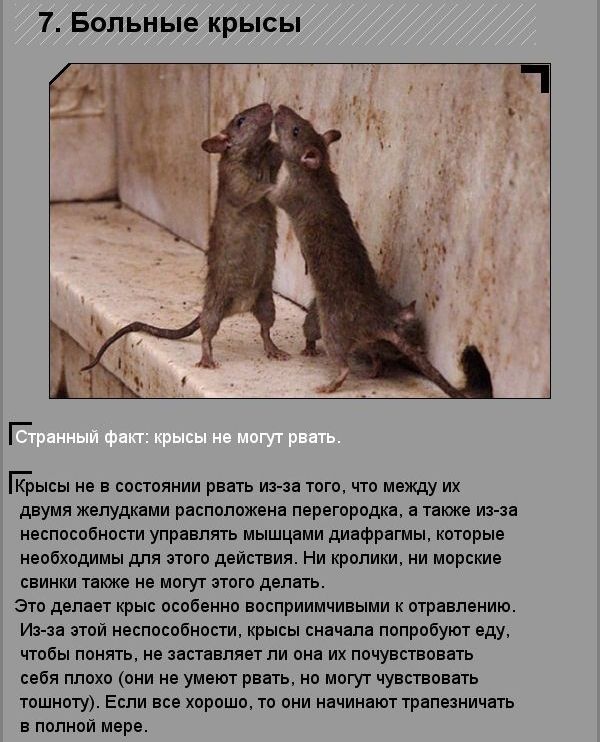 Удивительные факты о необычных созданиях природы (10 фото)