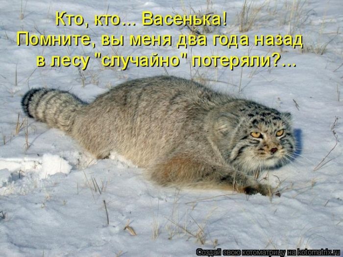 Лучшие котоматрицы недели (50 фото)