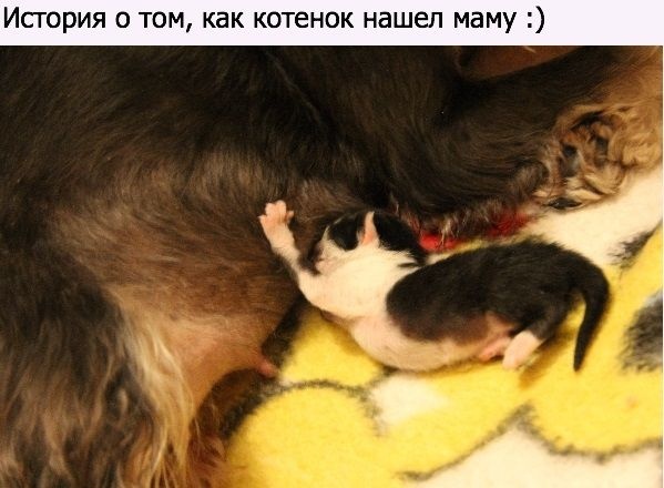 Новая мама котенку (10 фото)