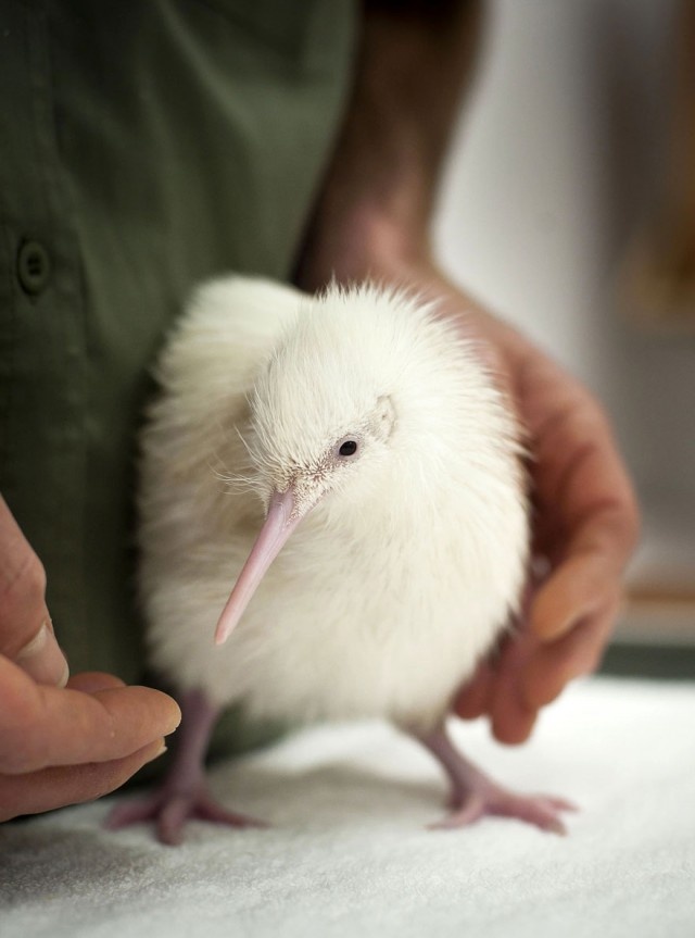 Удивительная красота животных-альбиносов (18 фото)