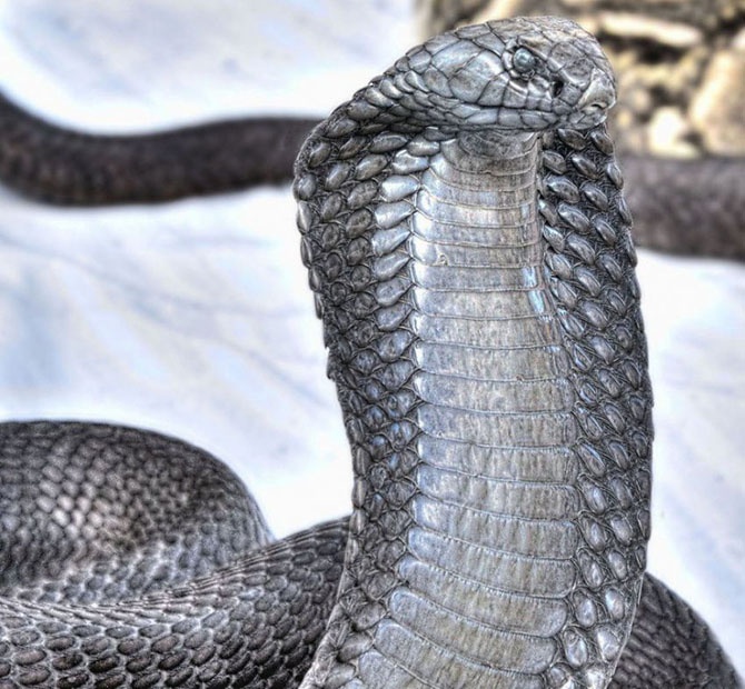 Самые опасные змеи в мире