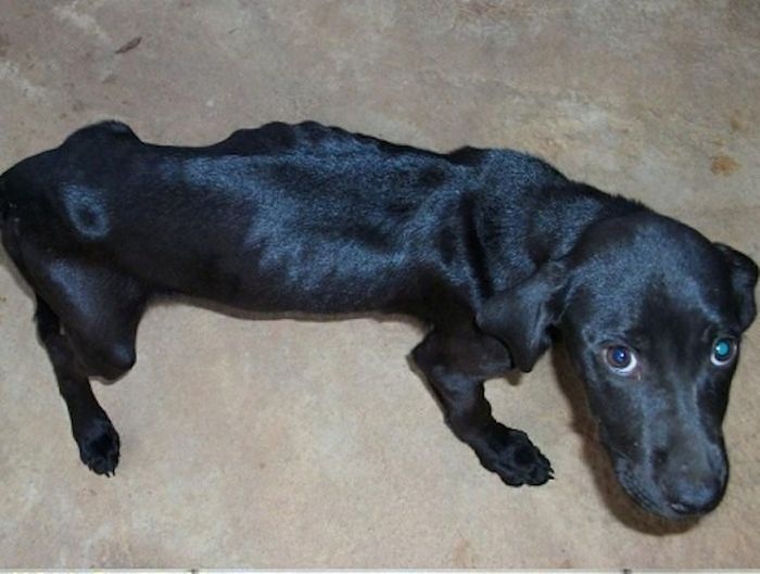 Спасенные от гибели собаки: "до и после" (50 фото)