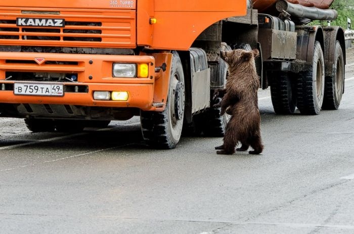 Почему нельзя кормить медведей