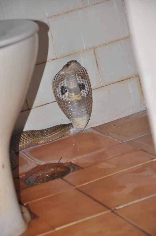 Опасный гость в туалете (4 фото)