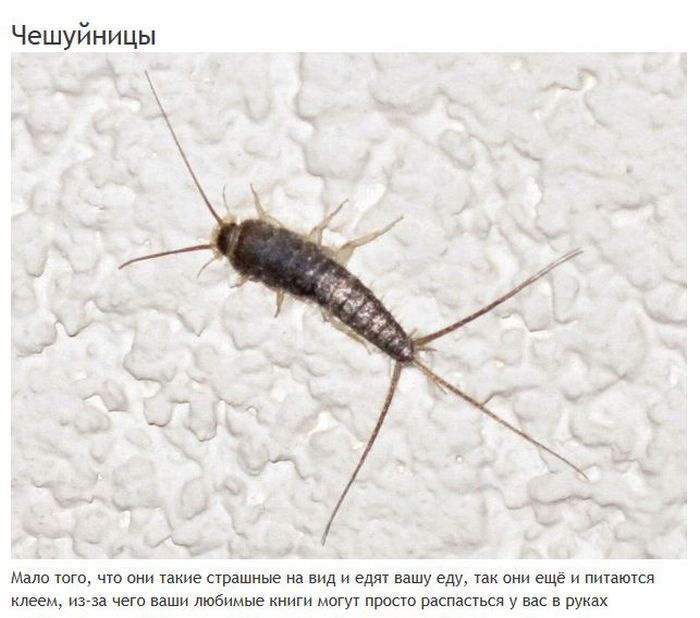 Мерзкие насекомые, которые могут жить в вашем доме