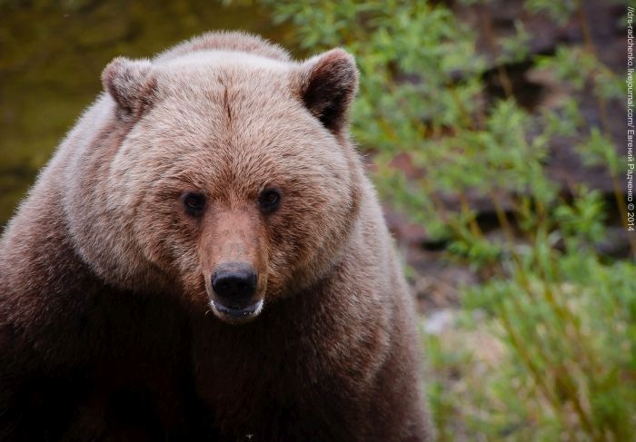 Почему нельзя кормить медведей