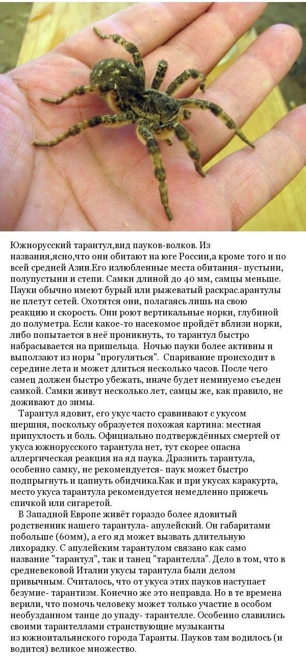 Виды пауков обитающих в России (9 фото)