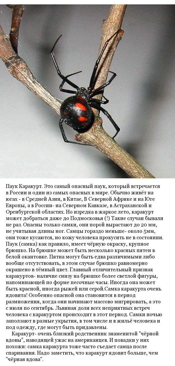 Виды пауков обитающих в России (9 фото)