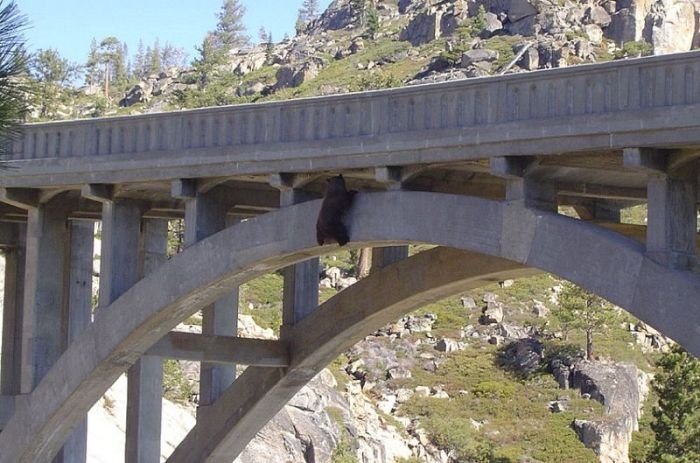 Спасение медведя, застрявшего на мосту (6 фото)