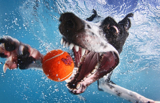 Удивительные подводные собаки (22 фото)