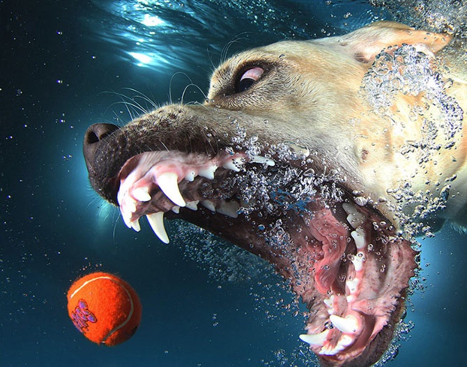 Удивительные подводные собаки (22 фото)
