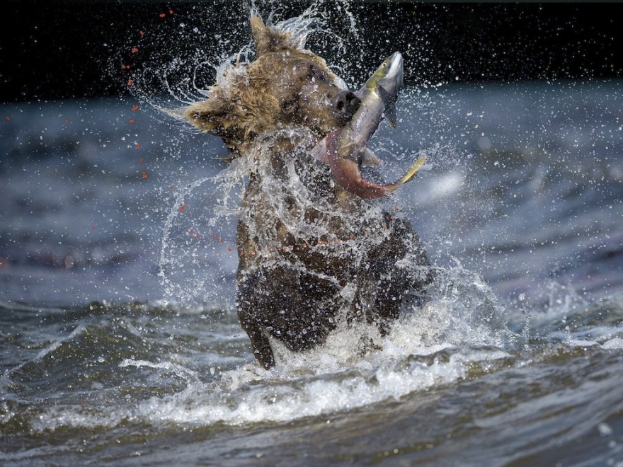 Лучшие фотографии National Geographic за июль 2014 (22 фото)