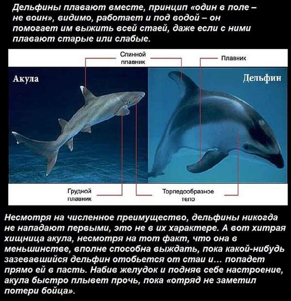 Почему дельфины не боятся акул (5 фото)
