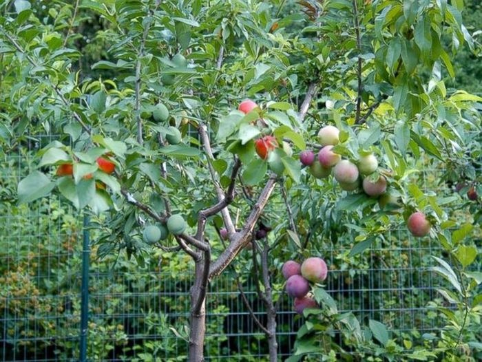 Дерево, на котором растет 40 видов фруктов (8 фото)