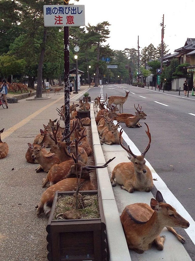 Тысячи оленей на улицах японского города