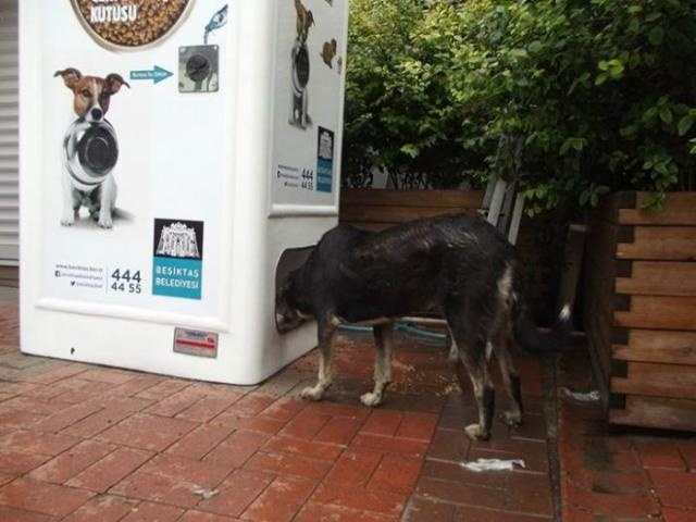 Уличные автоматы для бездомных животных в Турции