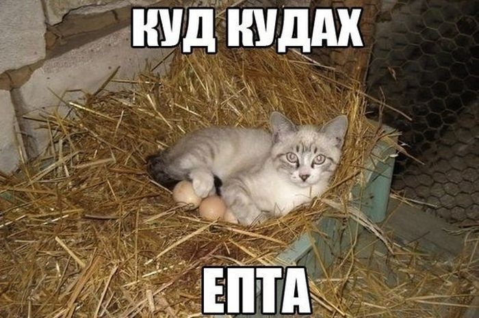 Прикольные картинки (101 фото) 01.08.2014