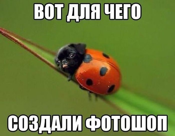 Прикольные картинки (101 фото) 01.08.2014