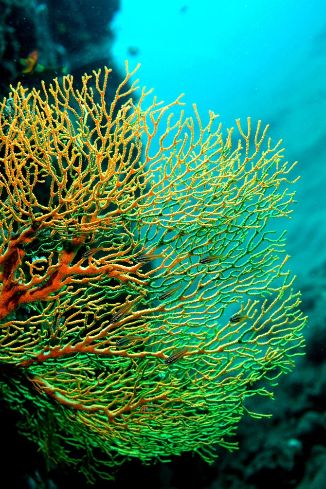 Топ 7 самых удивительных коралловых рифов в мире