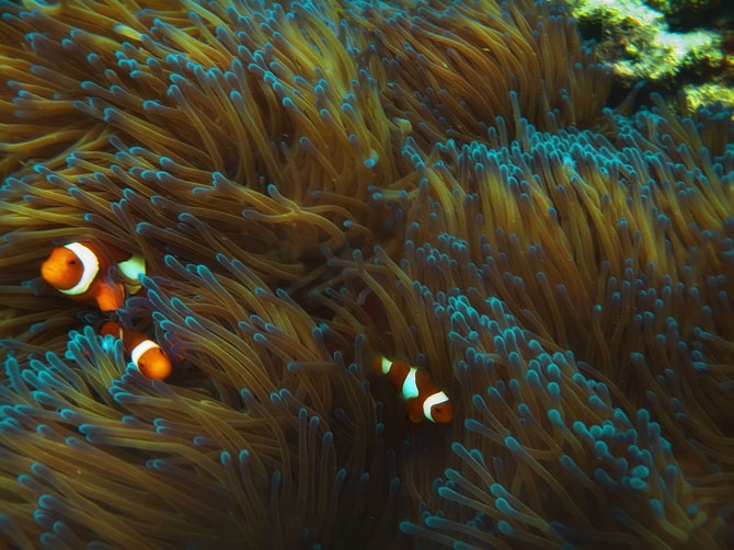 Топ 7 самых удивительных коралловых рифов в мире