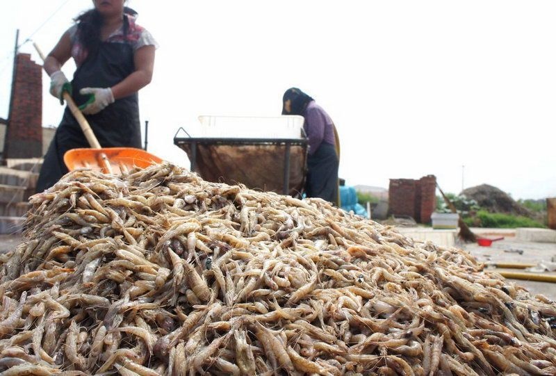 Как в Китае производят поддельные креветки (8 фото)
