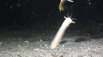 Хищный морской червь (6 фото)