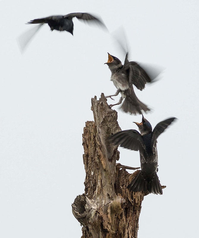 Победители фотоконкурса «Focus on Nature 2014» (36 фото)