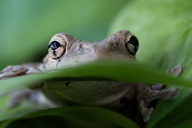 Победители фотоконкурса «Focus on Nature 2014» (36 фото)