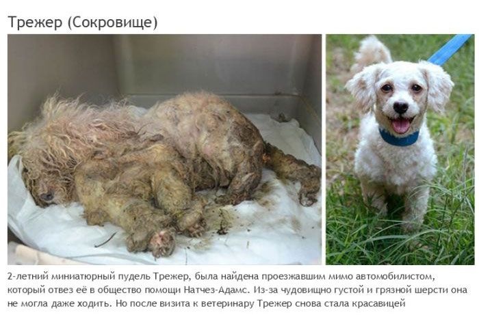 Спасение несчастных животных от гибели - достойно уважения (22 фото)