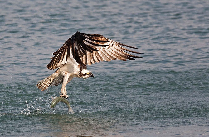 Победители фотоконкурса «Focus on Nature 2014» (36 фото)