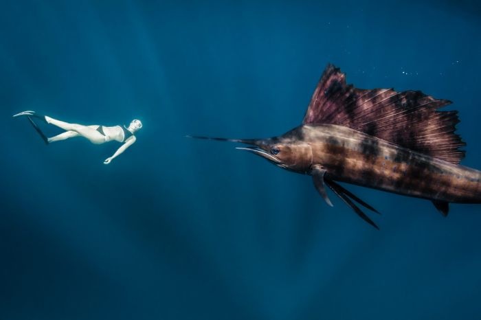 Необычная фотосессия с китовыми акулами (21 фото)