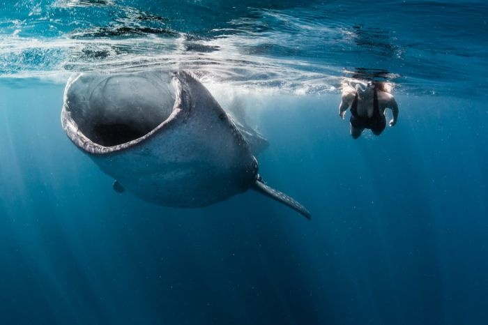 Необычная фотосессия с китовыми акулами (21 фото)