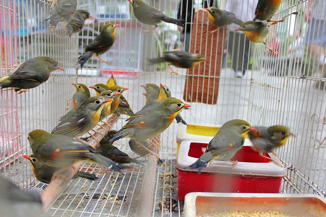 Птичий рынок в Гонконге