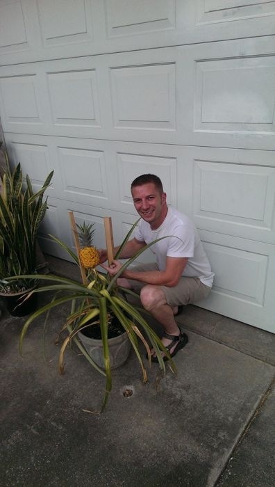 Сажаем ананас дома (20 фото)