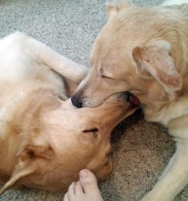 Смешные собаки (24 фото + 8 гиф)