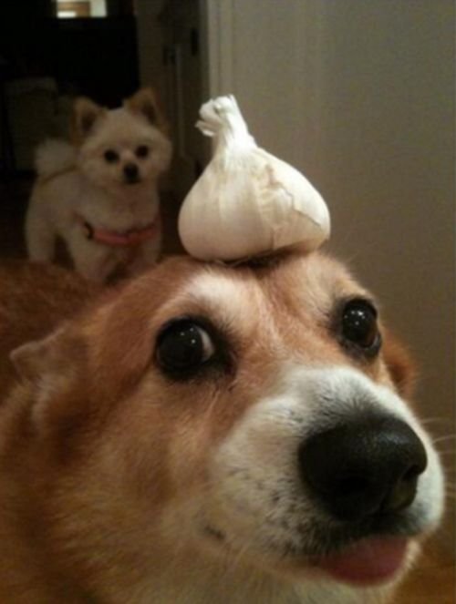 Смешные собаки (24 фото + 8 гиф)