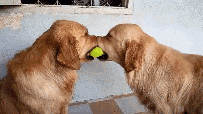 Смешные собаки (24 фото + 8 гиф)