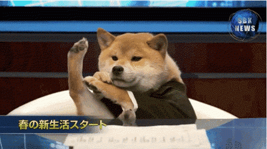 Смешные собаки (24 фото + 8 гиф)