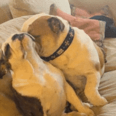 Смешные собаки (24 фото + 8 гиф)