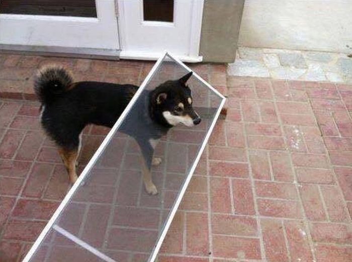 Смешные собаки (24 фото + 8 гиф)