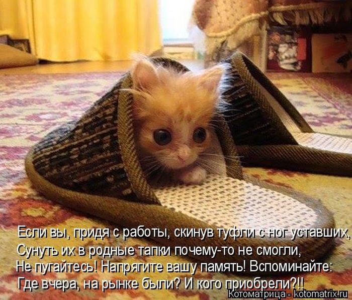 Лучшие котоматрицы этой осени