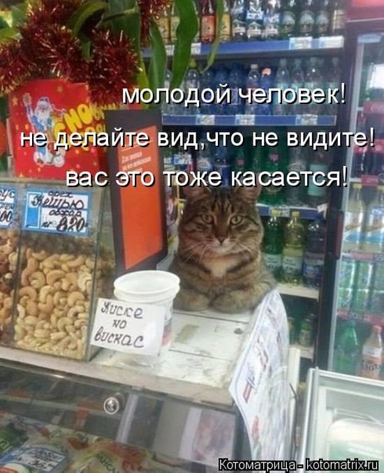 Лучшие котоматрицы этой осени